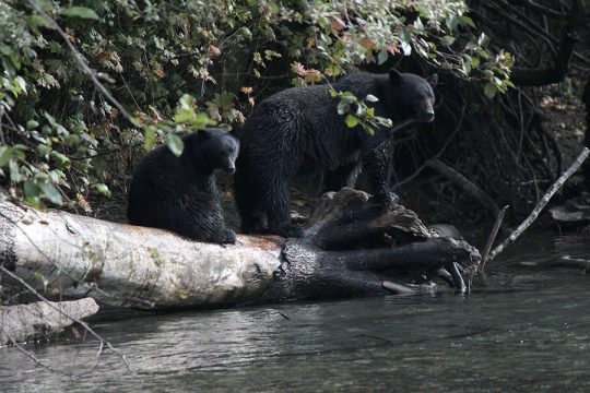 Coastal Black Bear Hunt